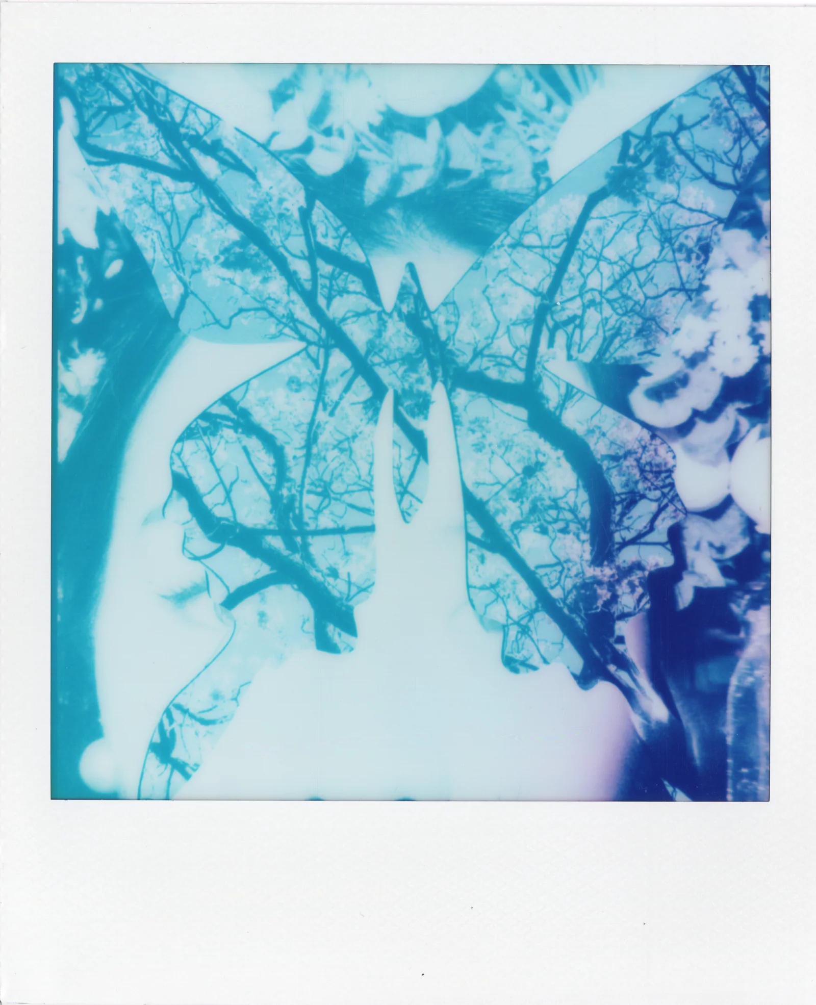 Cyan-blue Polaroid artwork with mirrored plant-like forms.